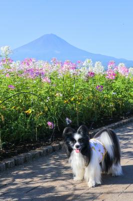 富士山とクレオメとボク