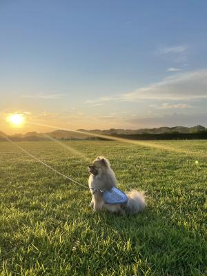 夕日と散歩