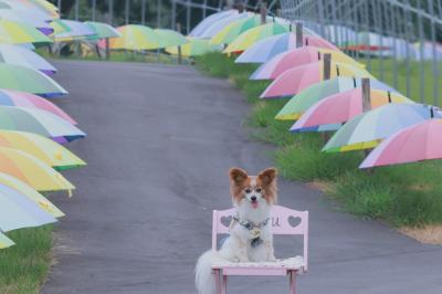 カラフルアンブレラ