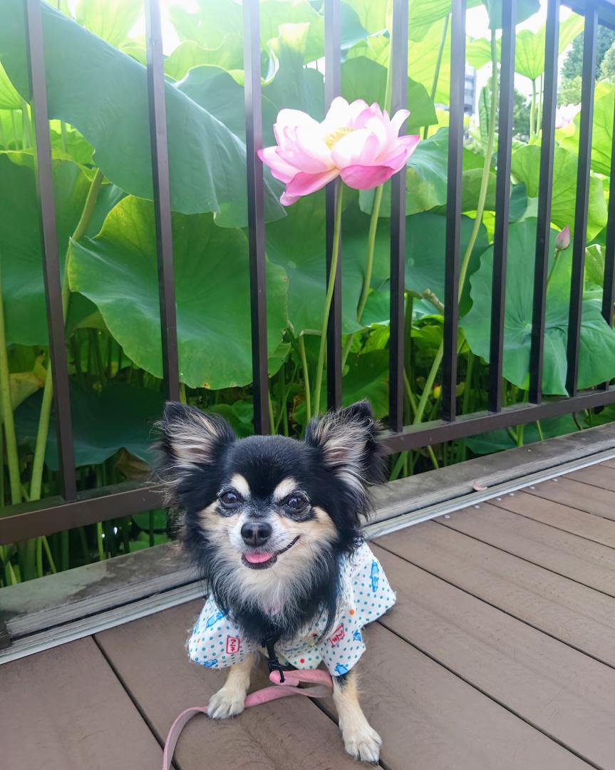 蓮の花と一緒に