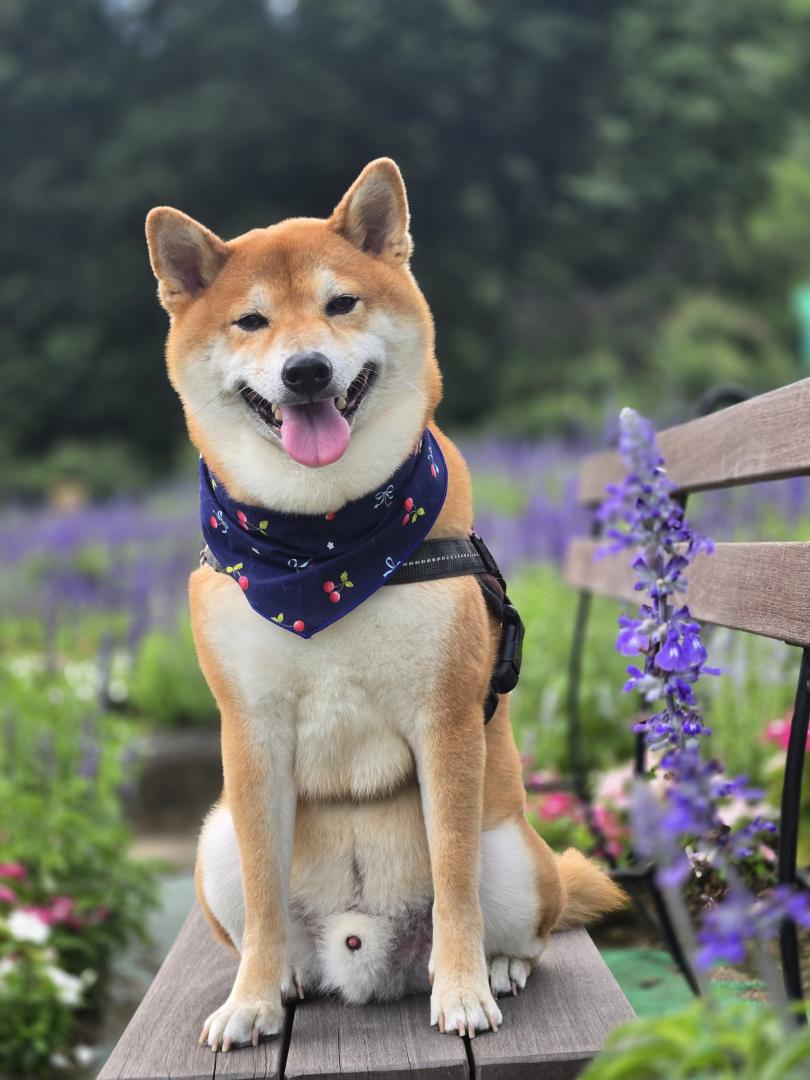 爽やかな初夏の香り