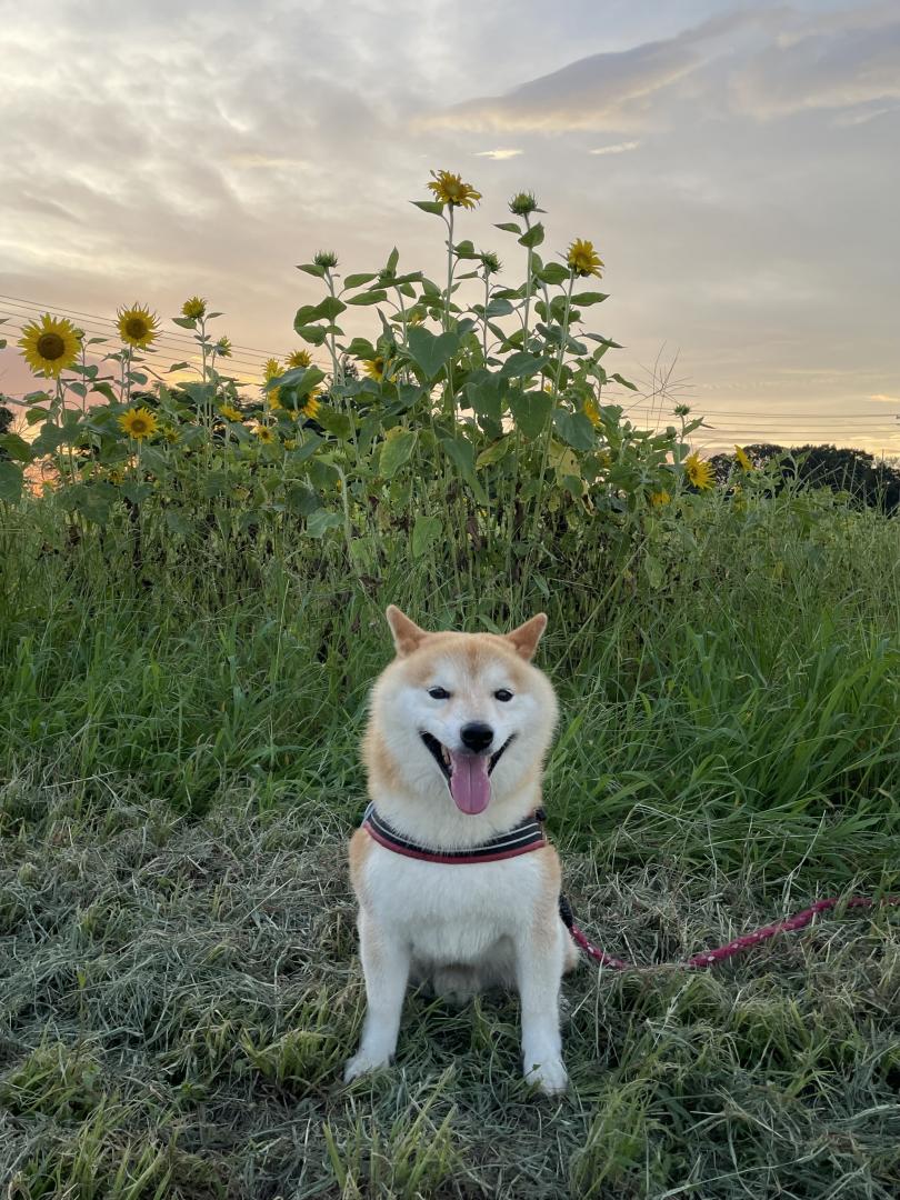 夏の夕暮れ