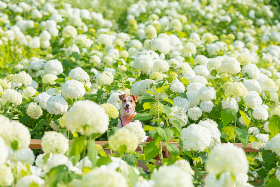 たくさんのアナベル