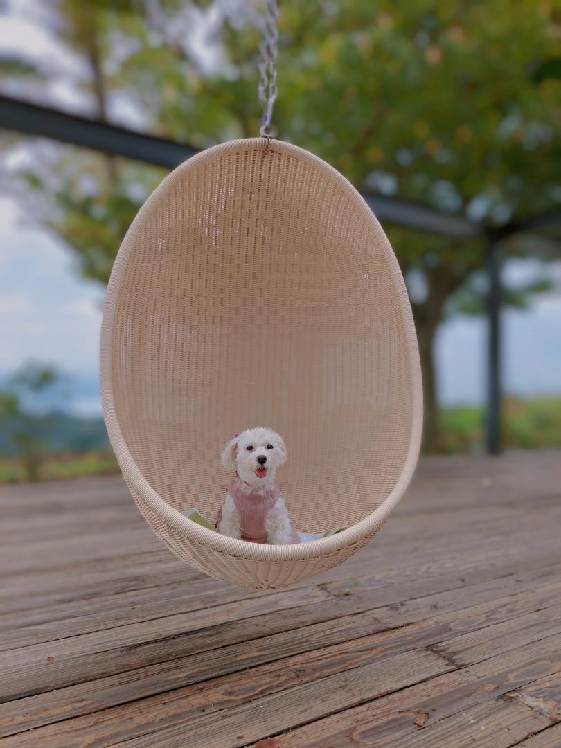 ブランコにのってみたよ