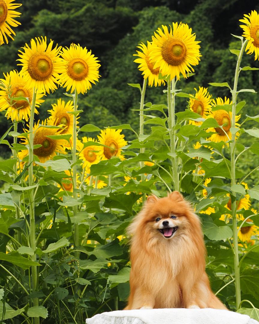 太陽みたいな向日葵と笑顔
