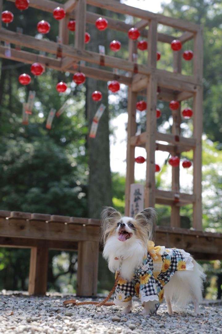 風鈴散歩