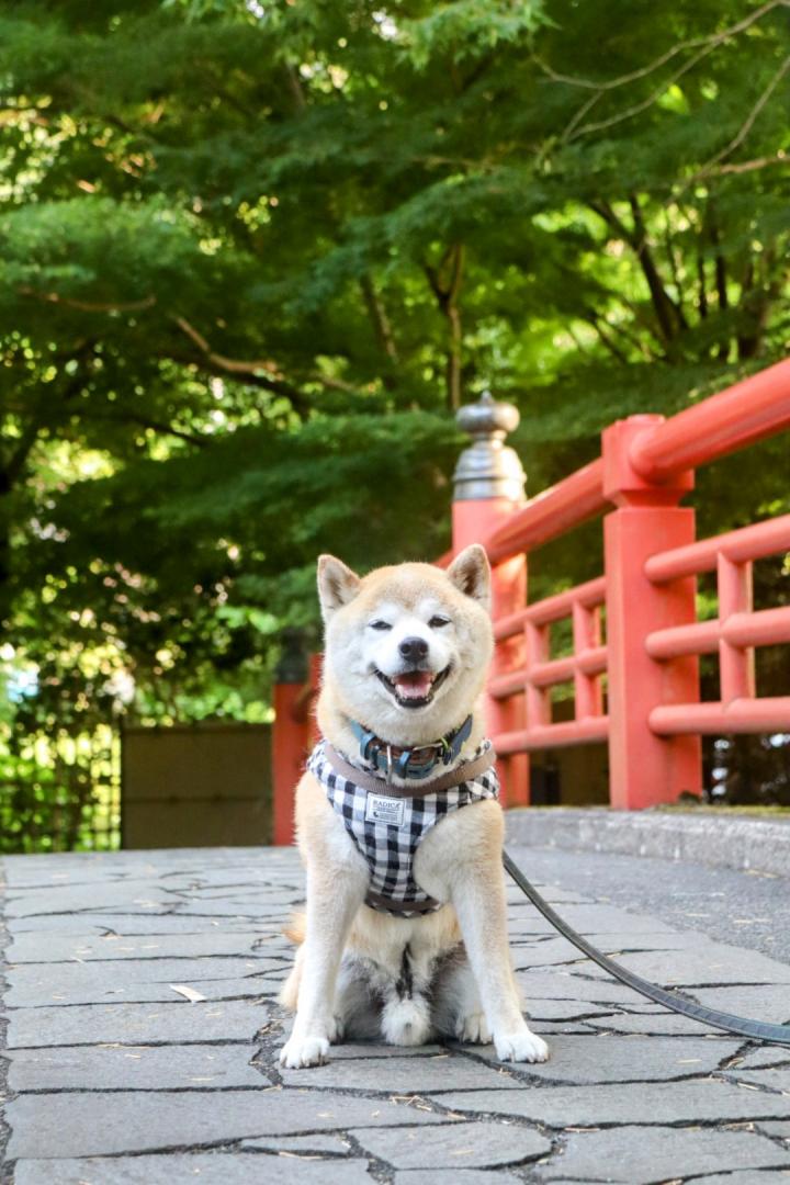 紅い橋と緑と富士