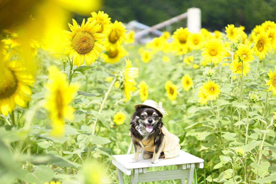 夏の思い出