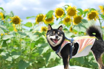 ひまわりとアタシ。