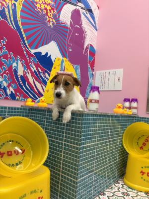 いい湯だな