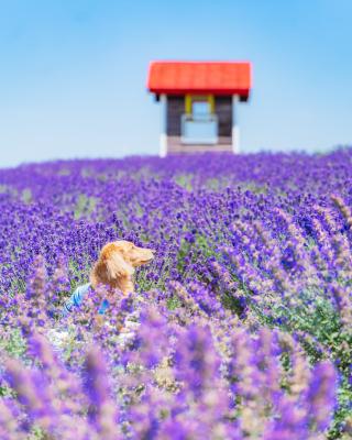 富良野の夏といえばラベンダー