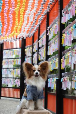 夏の風物詩・てるてるトンネル