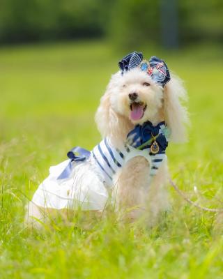 草原の小さなマドモワゼル