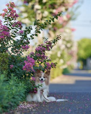 百日紅の木陰でひと休み