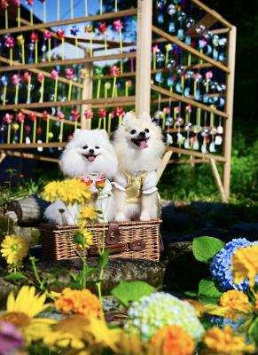夏の風物詩