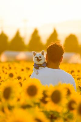 向日葵に包まれた優しい時間