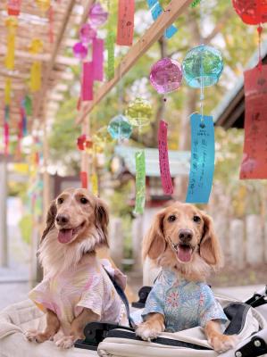 風鈴と愛犬
