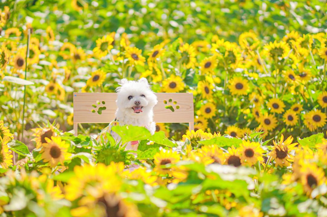 満開の向日葵