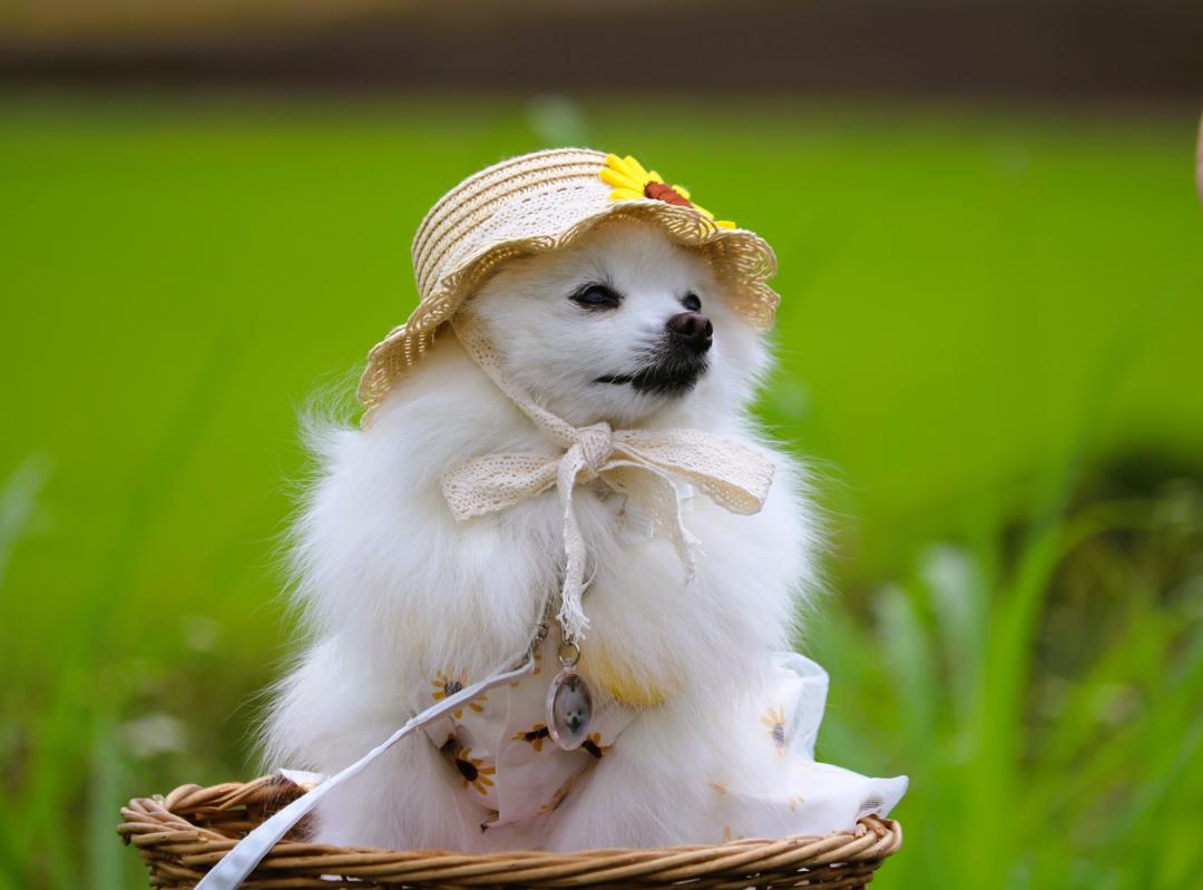 草原散歩