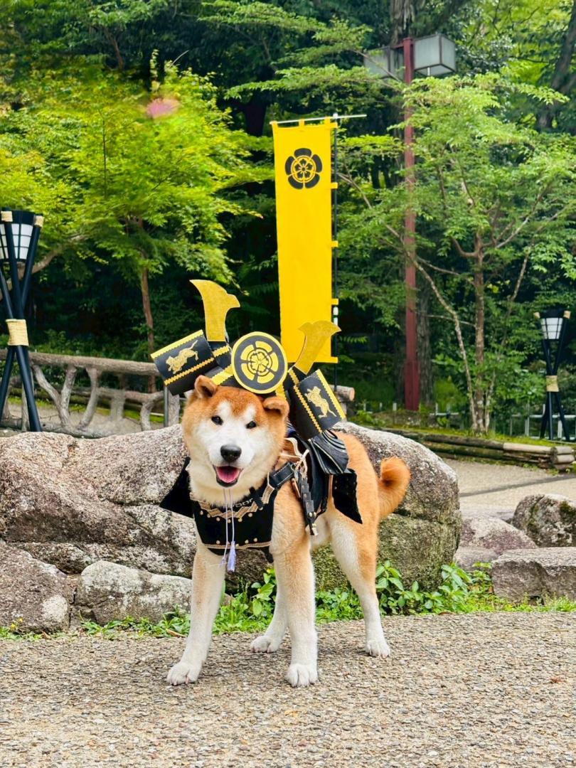 コタブナガ 岐阜城へ