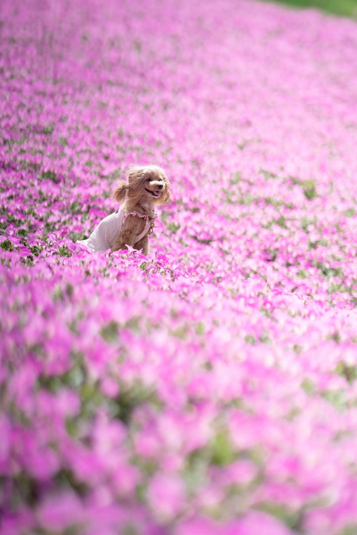 World in pink