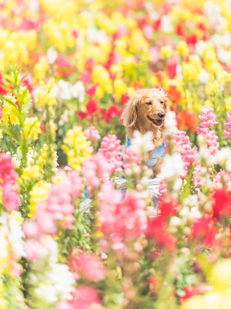 富良野のお花畑