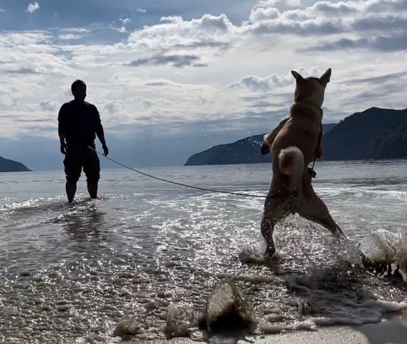 人vs犬