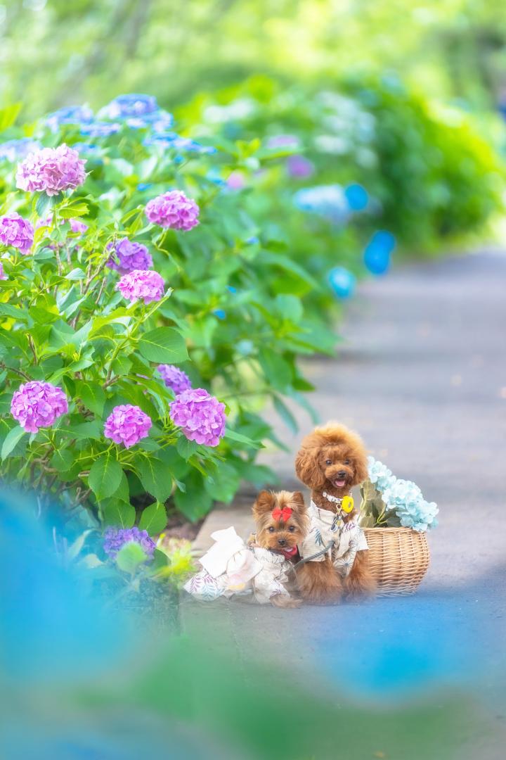 夏の夕暮れ散歩