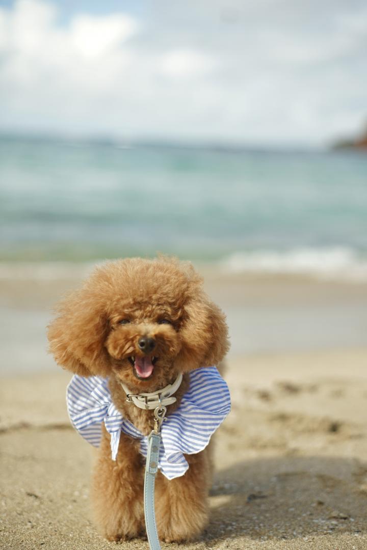 HAPPY SUMMER SMILE