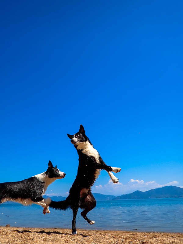 飛び込め！