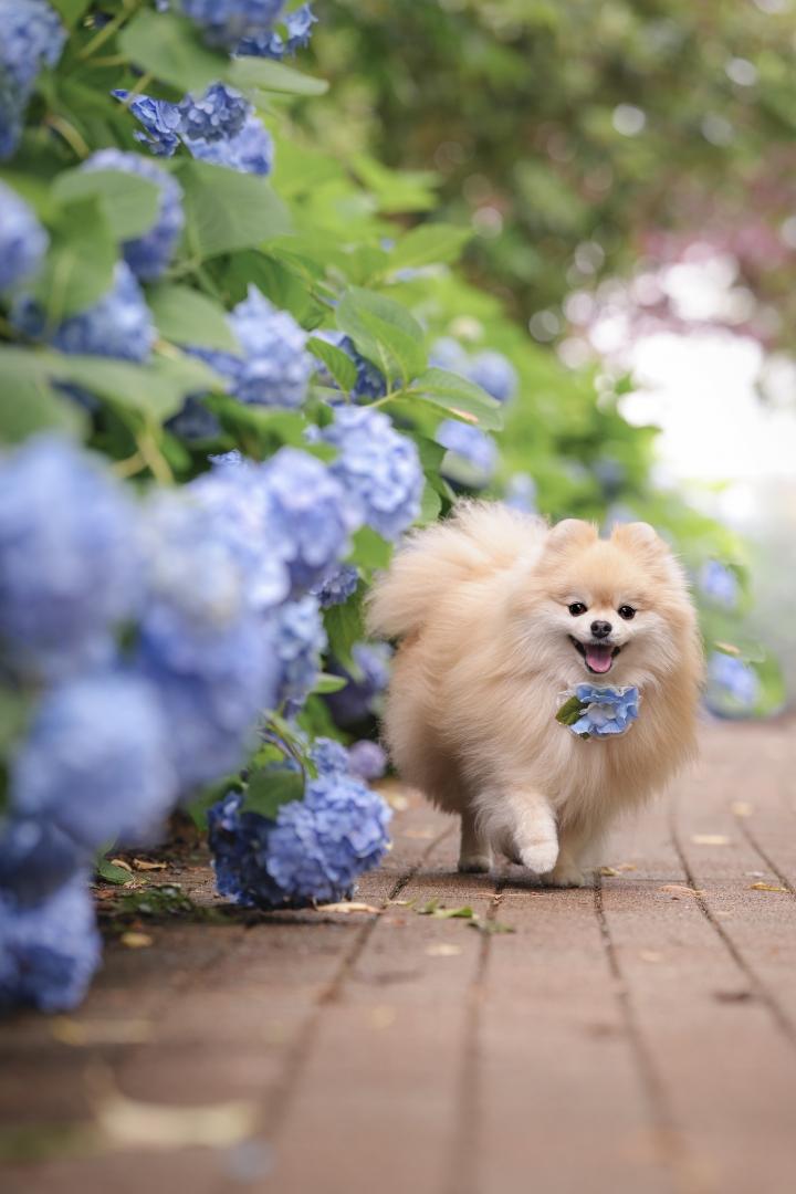 紫陽花の小径