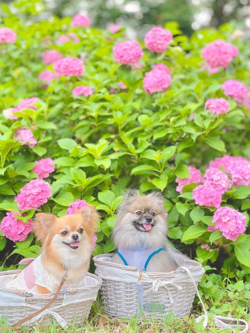 今日はここの紫陽花ね