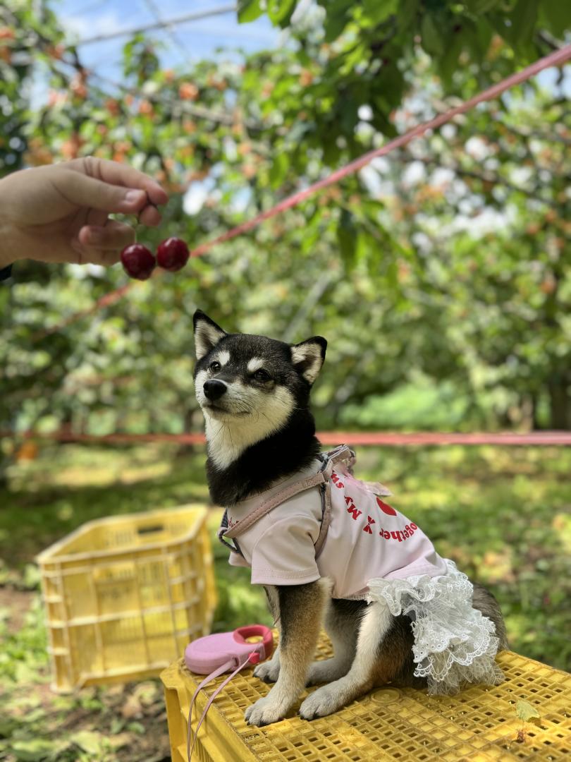 さくらんぼ狩り