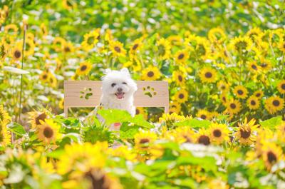 満開の向日葵