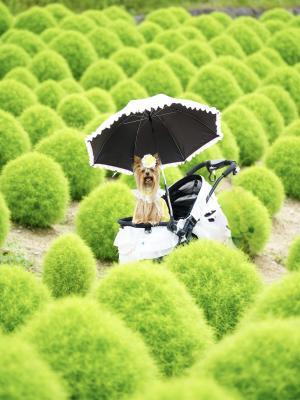 緑のコキアもきれい