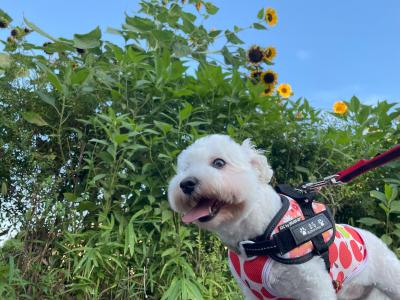 夏散歩