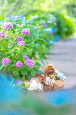 夏の夕暮れ散歩