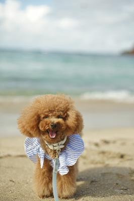 HAPPY SUMMER SMILE
