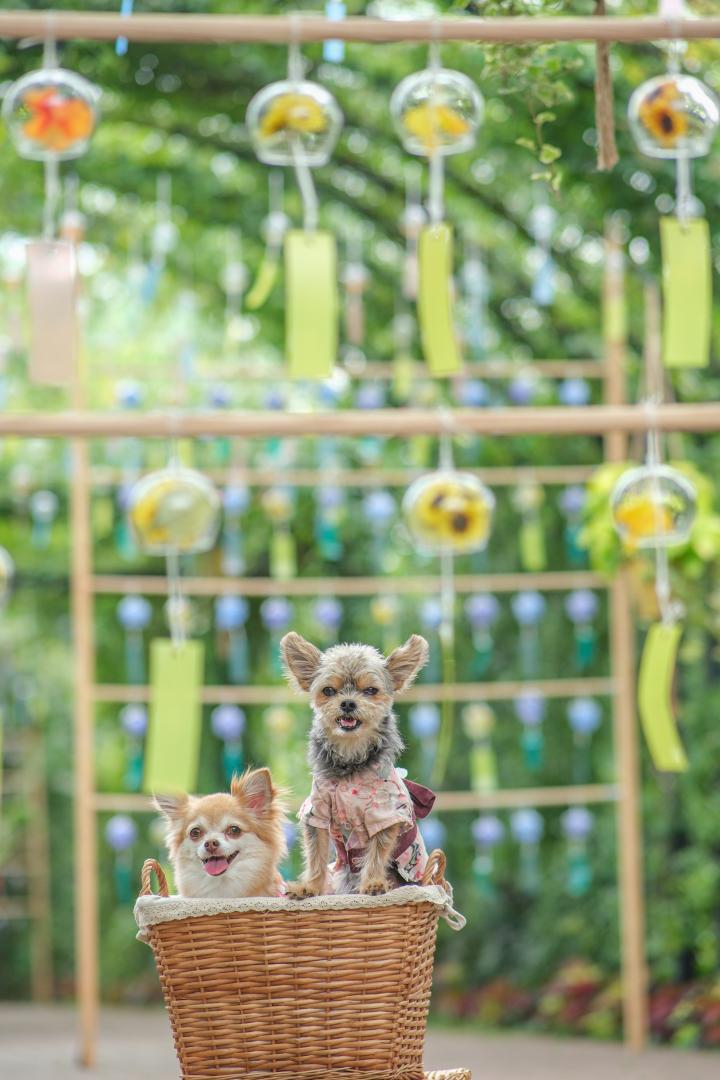 風鈴とハナコタ