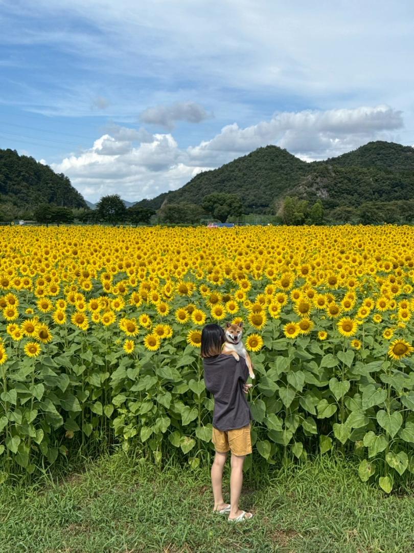ひまわりと私たち
