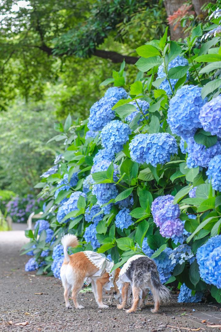 紫陽花の下で仲良くスン活