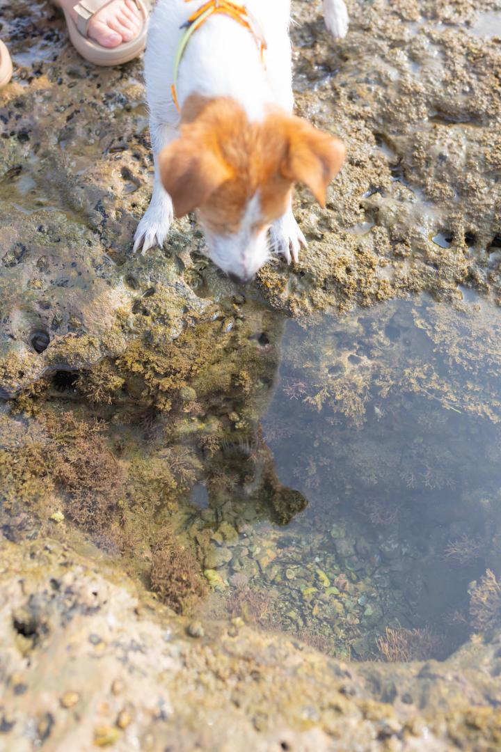 お魚探し