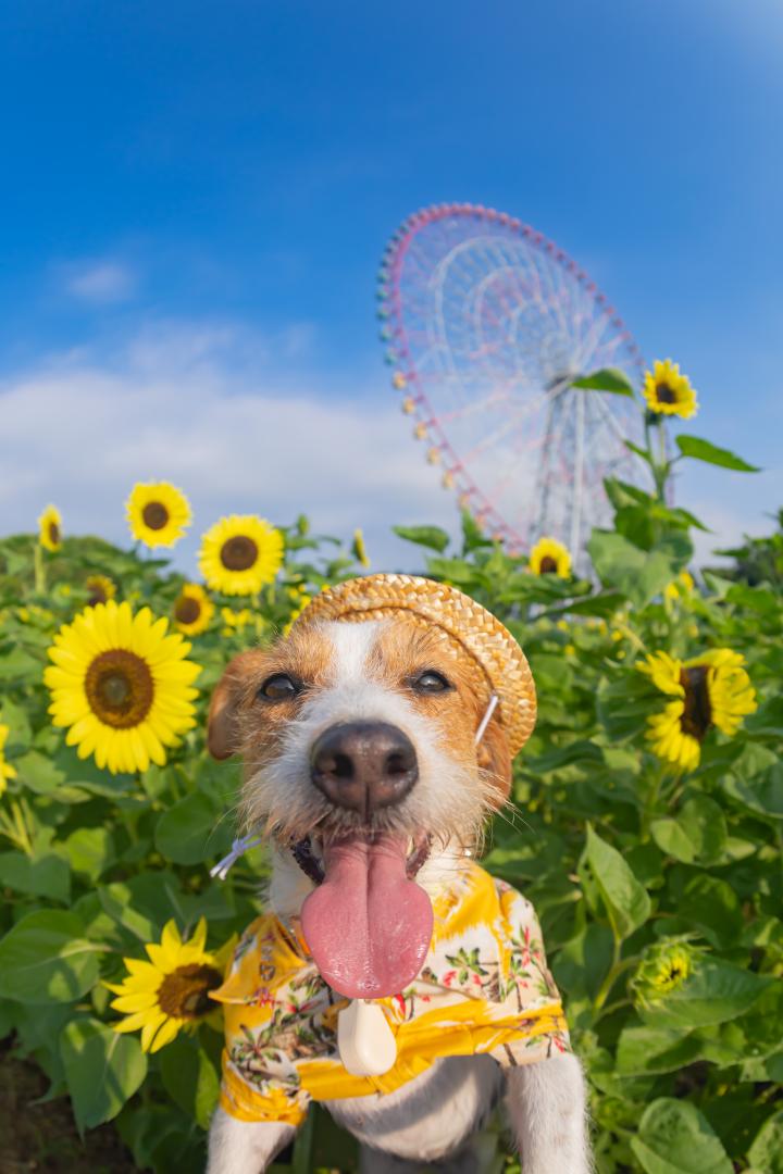 とびっきりSummer！