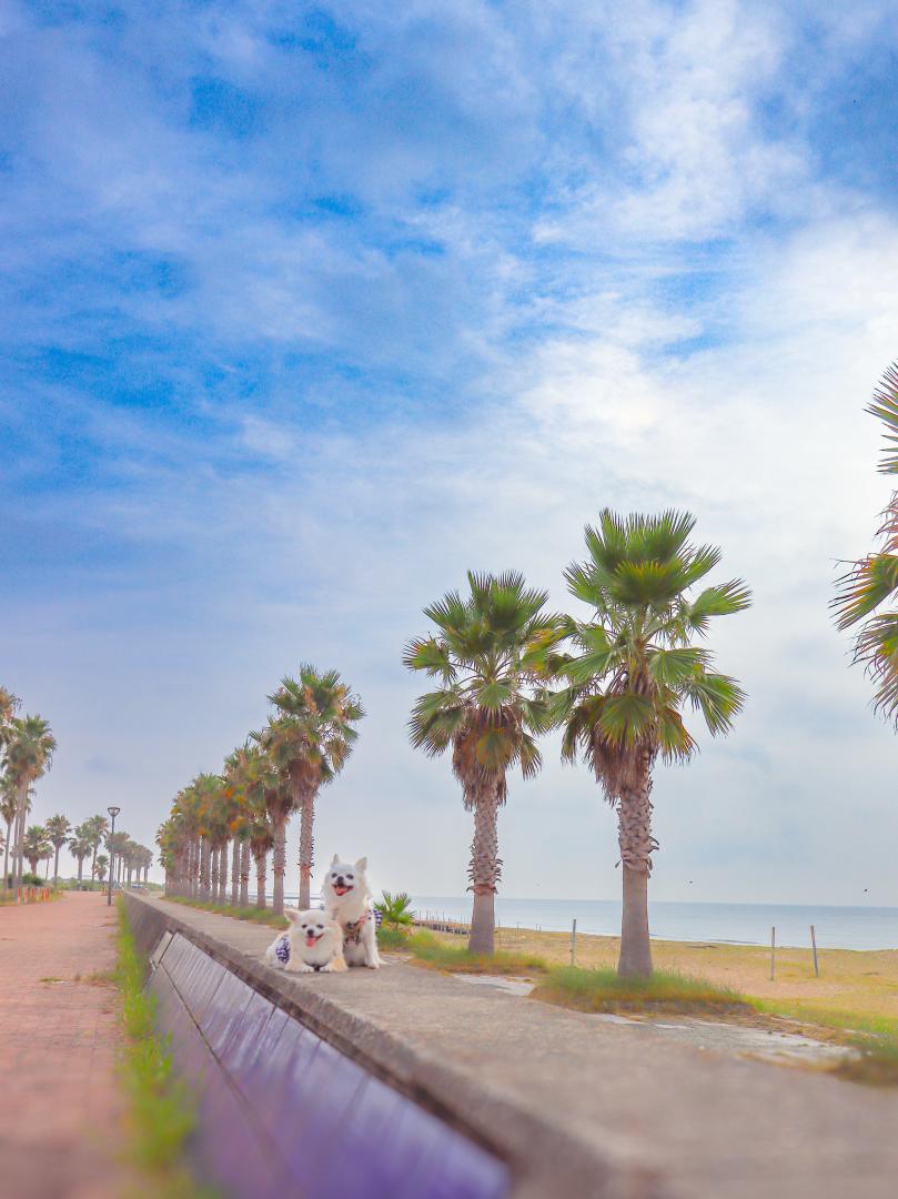 夏の海