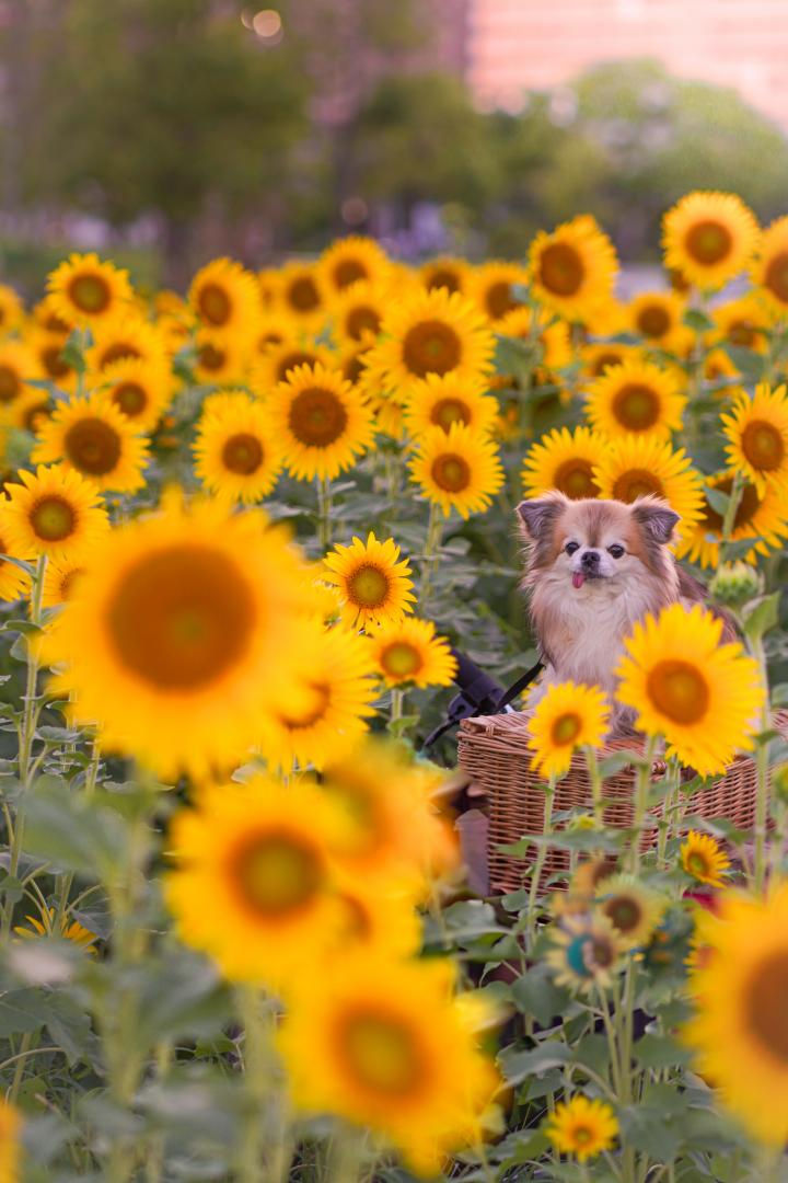 夕暮れのひまわり畑