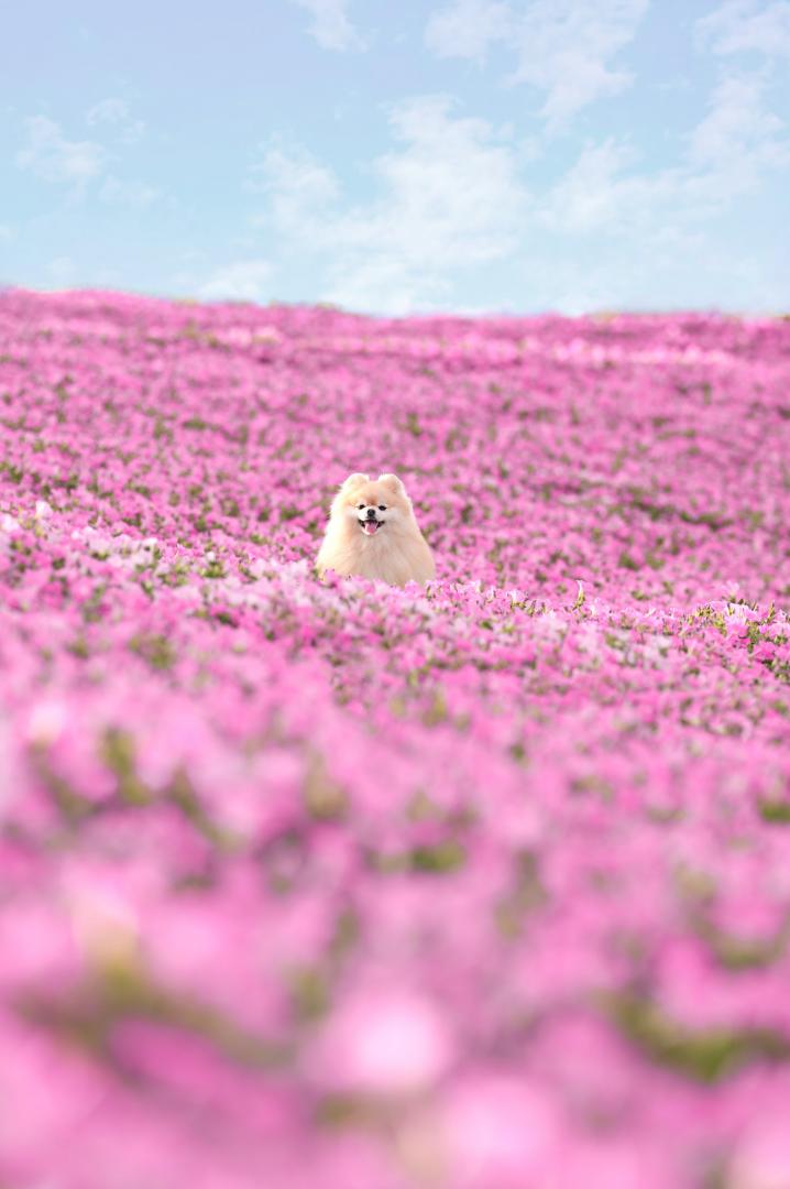 一面のピンクの絨毯