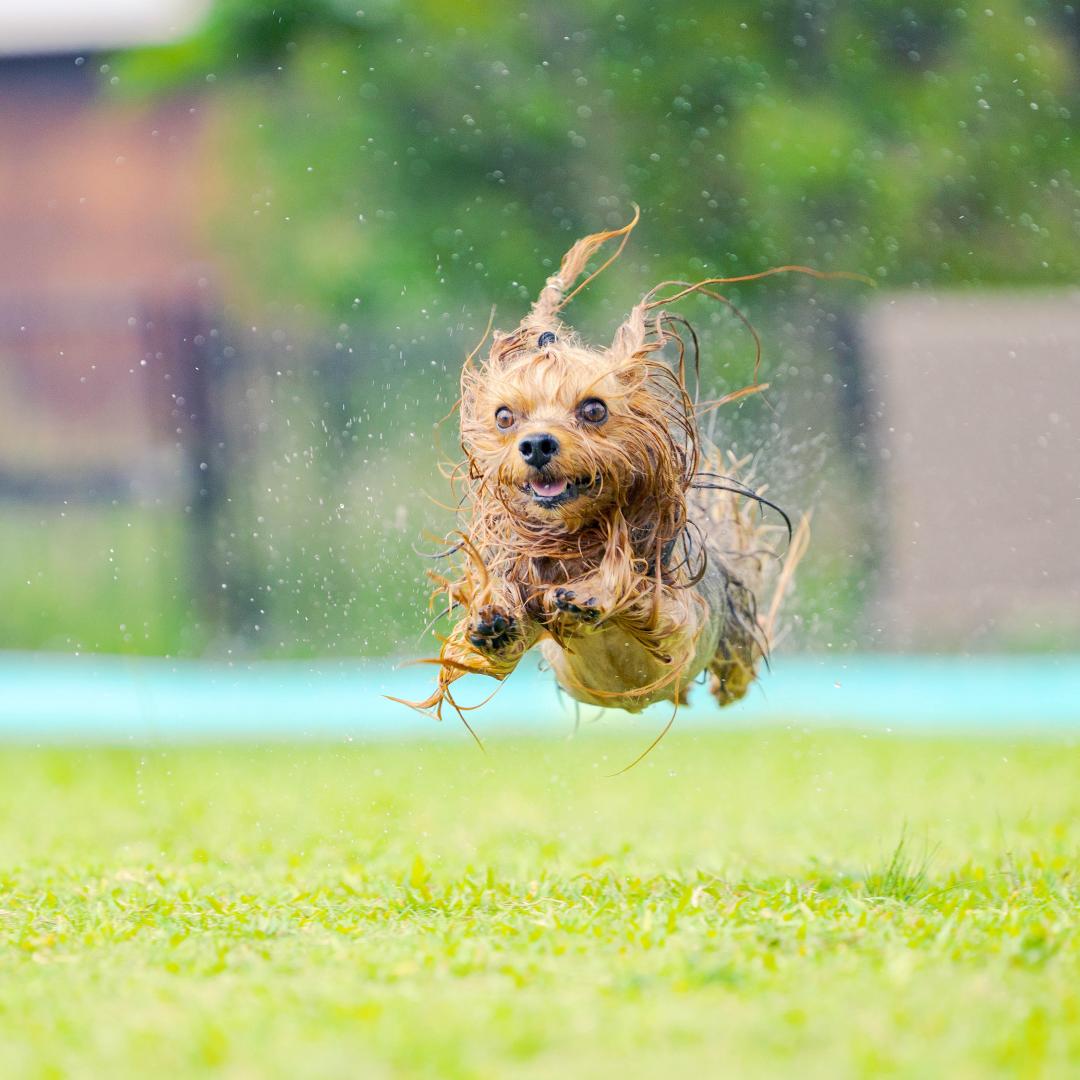 プールで遊び大はしゃぎ