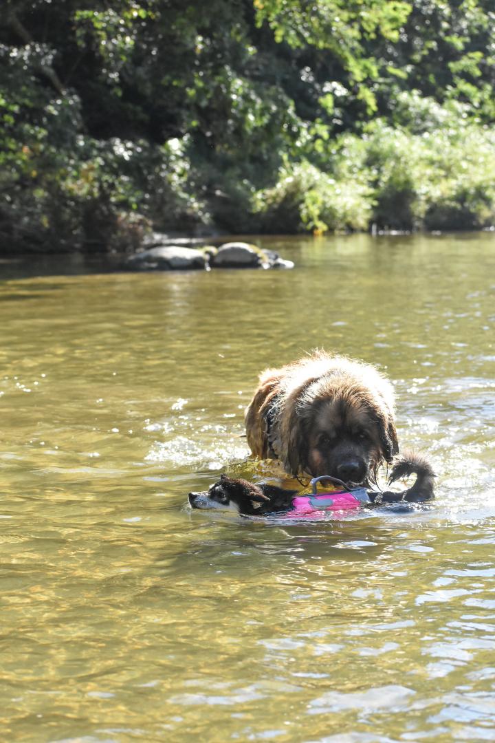 Swimming