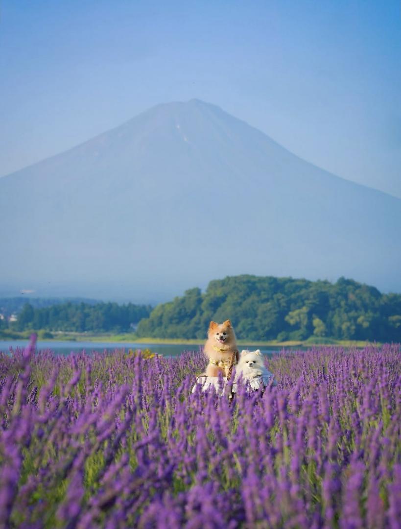 富士山とラベンダー