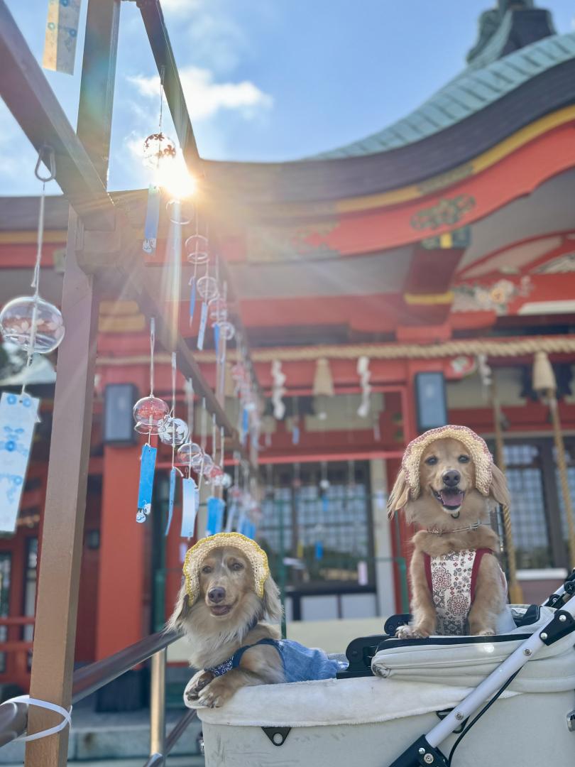朝日を受けて輝くティーノアちゃん